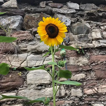Brocken-bennos Fachwerkhaus *