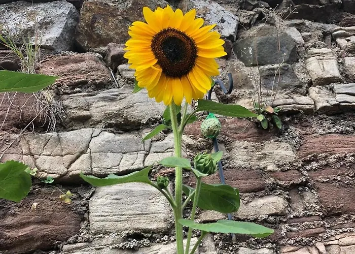 Brocken-bennos Fachwerkhaus *